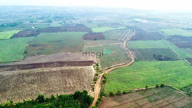 Hình ảnh 2.5ha đất CLN bìa đỏ sẳn. đất bazan
