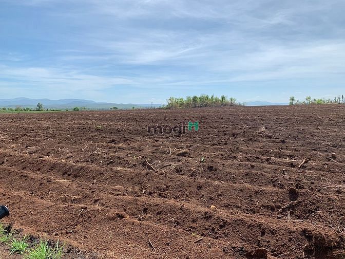 Hình ảnh 2.5ha đất CLN bìa đỏ sẳn. đất bazan