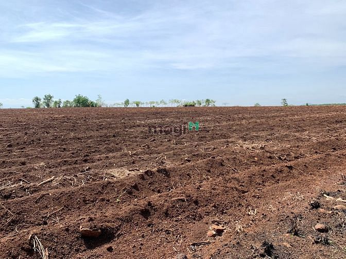 Hình ảnh 2.5ha đất CLN bìa đỏ sẳn. đất bazan