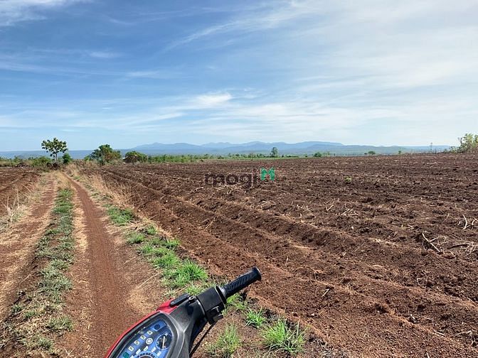 Hình ảnh 2.5ha đất CLN bìa đỏ sẳn. đất bazan