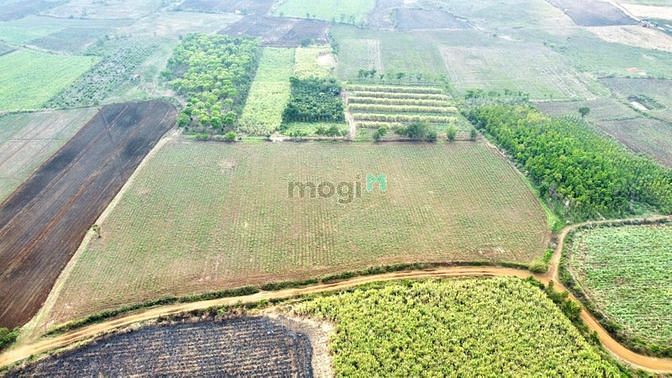 Hình ảnh 2.5ha đất CLN bìa đỏ sẳn. đất bazan
