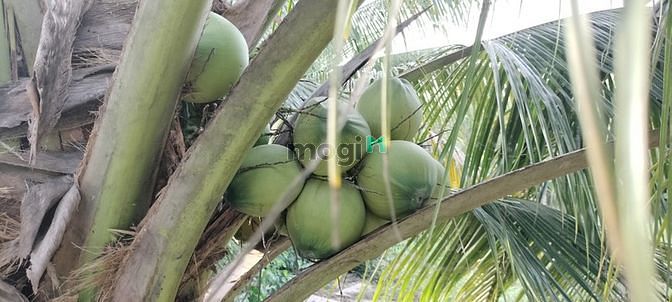 Hình ảnh Cần bán đất đường An Sơn 32, Thuận An Bình Dương  Diện Tích 15x33