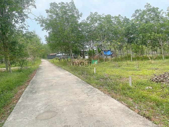 Hình ảnh Bán đất Định An, Dầu Tiếng, DT:5x65, TC100m2, SHR, giá 790 triệu