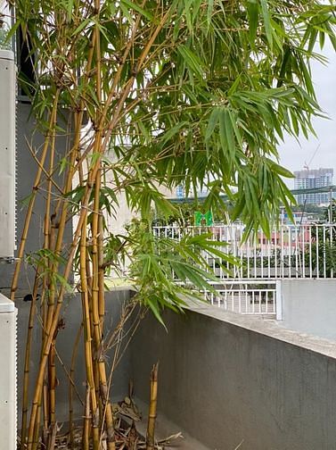 Hình ảnh Cần cho thuê Trang Chủ MB66.COM / Đăng Ký Tặng 66K view đẹp tại linh lang,ba đình