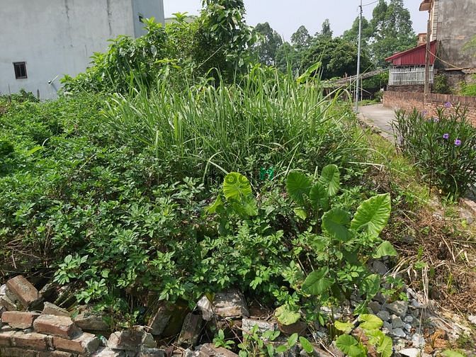Hình ảnh Bán Gấp 71m2 Đất Mặt Phố Xuân Đỗ, Cự Khối