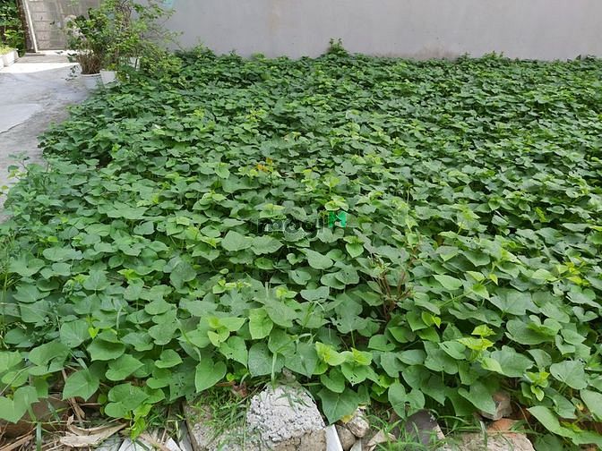 Hình ảnh Bán Gấp Mảnh Đất Tại Thạch Bàn Ô tô Vào Được. Diện Tích 35m2