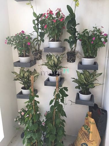 Hình ảnh Bán căn 2PN 56m2 The Botanica giá chỉ 3,3 tỷ bao phí