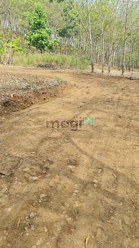 Hình ảnh Cần bán miếng đất 1000m2/380tr ở Đồng Phú gần kcn