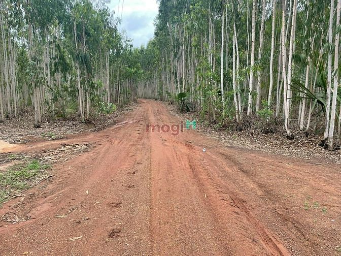 Hình ảnh Đất mẫu Hàm Tân, 2 mặt đường - cách lộ nhựa 500m SHR