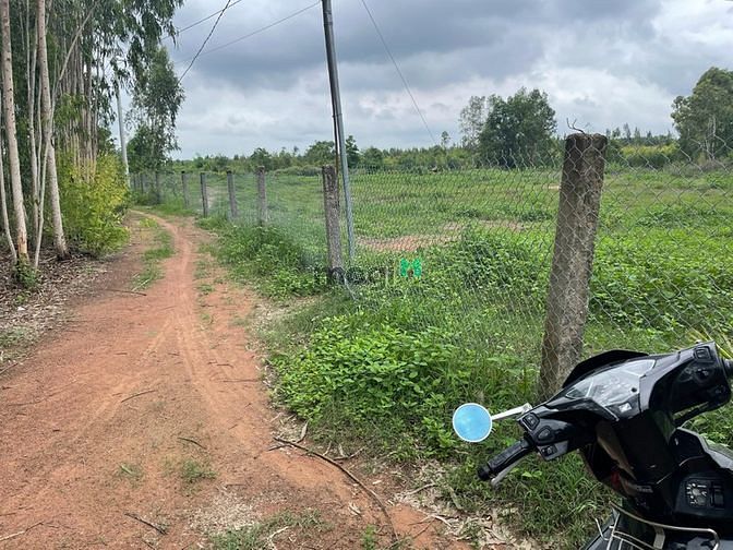 Hình ảnh Đất mẫu Hàm Tân, 2 mặt đường - cách lộ nhựa 500m SHR