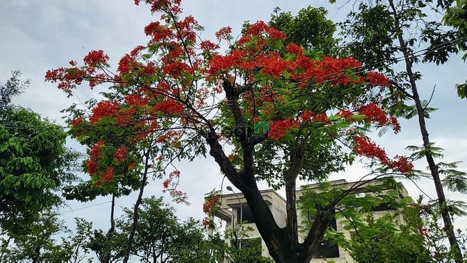 Hình ảnh Bán G1 Làng Sen Long An, 85m2, vị trí đẹp.