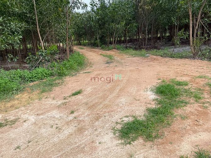 Hình ảnh Tân Phước - Tp.Lagi tương lai bán gấp 2,1sào