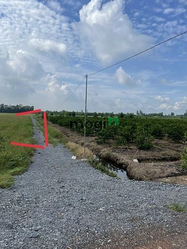Hình ảnh Cần bán đất lúa để chuyển Trang MB66.COM Chính Thức - MB 66 Uy Tín
