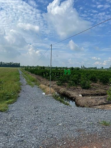 Hình ảnh Cần bán đất lúa để chuyển Trang MB66.COM Chính Thức - MB 66 Uy Tín