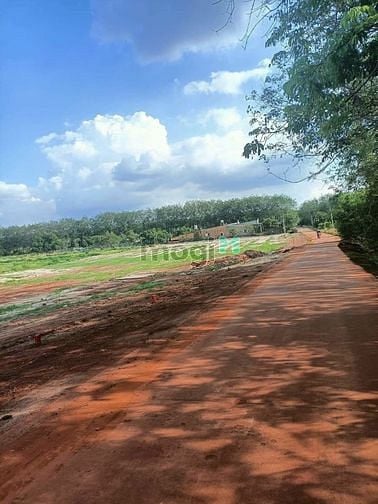 Hình ảnh Đất Sào Becamex Tân Lợi Đồng Phú Bình Phước 10x100=1000m2
