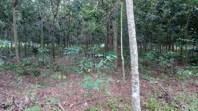 Hình ảnh Bán đất MT nhựa, Long Tân, Dầu Tiếng, DT:30x56, SHR, giá 4,2 tỷ