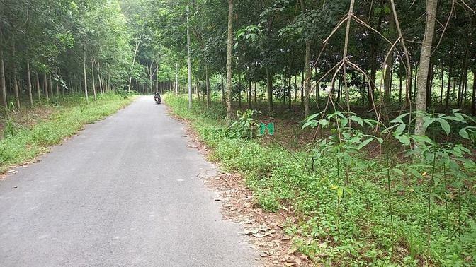 Hình ảnh Bán đất MT nhựa, Long Tân, Dầu Tiếng, DT:30x56, SHR, giá 4,2 tỷ