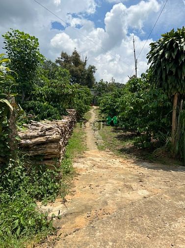 Hình ảnh Đất khu dân cư xã Lộc Đức, Thành phố Bảo Lộc.