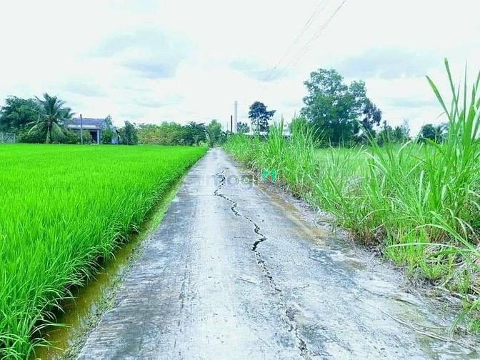 Hình ảnh BÁN đất Tân trụ Long An giá bèo