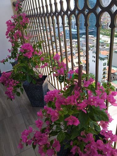 Hình ảnh Cho thuê Trang Chủ MB66.COM / Đăng Ký Tặng 66K Studio Tòa E1 Dorado, rộng 46m2 full nội thất.