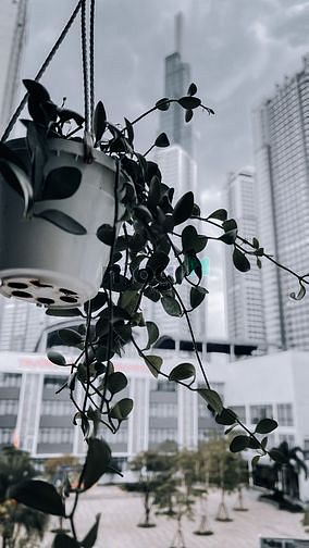 Hình ảnh CHDV full NT cửa sổ lớn bếp riêng Nguyễn Hữu Cảnh
