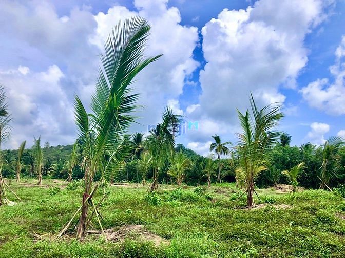 Hình ảnh Vườn dừa, xoài sát bên Thị trấn Định Quán - ĐN