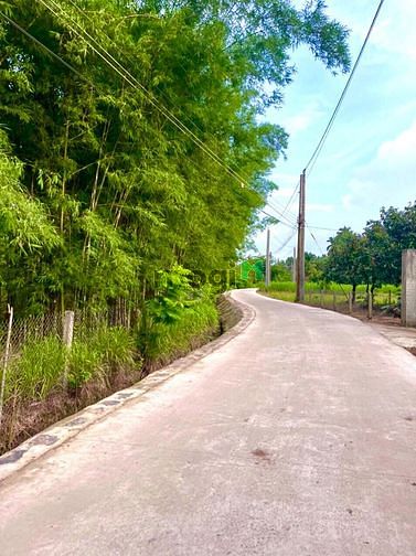 Hình ảnh Vườn dừa, xoài sát bên Thị trấn Định Quán - ĐN