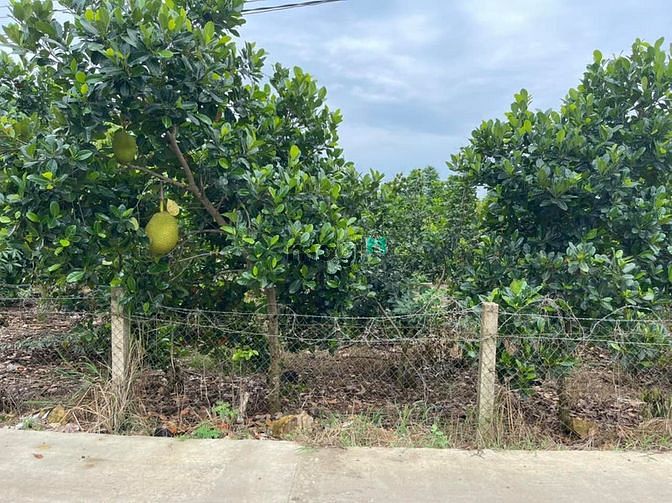 Hình ảnh Bán lô thổ Cư 200m2 phú Tân Định quán