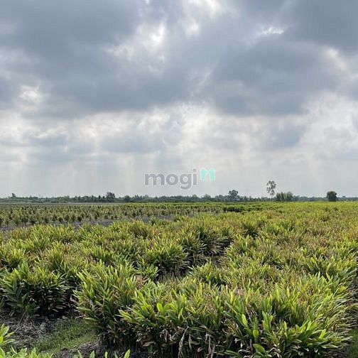 Hình ảnh Bán Đất Xã Bình Lợi, Huyện Bình Chánh Giá Rẻ