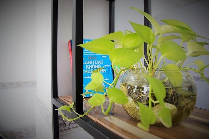 Hình ảnh Thống Nhất - Căn Hộ Xinh Đẹp Cho Sinh Viên