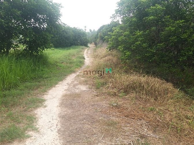 Hình ảnh Bán đất , An Nhơn Tây . củ chi