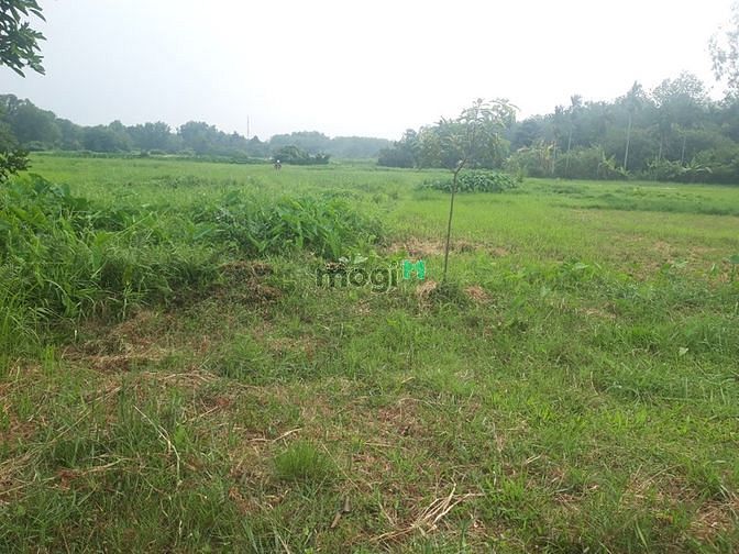 Hình ảnh Bán đất vườn giá rẻ An Nhơn Tây