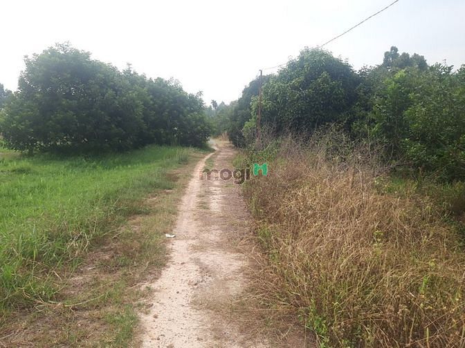 Hình ảnh Bán đất vườn giá rẻ An Nhơn Tây