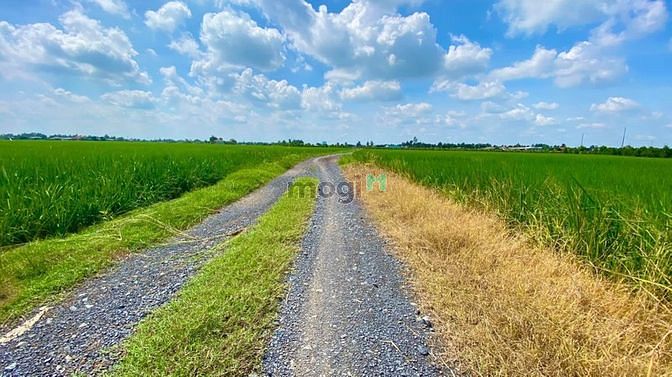 Hình ảnh Bán 5800m2 lúa MT đường DT833B Khu Đông Dân hiện hữu sẵn