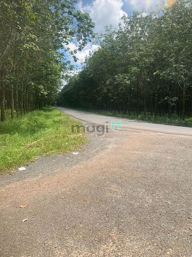 Hình ảnh 😎😎Cần bán lô đất ở gò dầu sát đường lớn chỉ 92tr/m😎😎