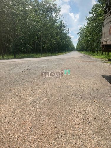 Hình ảnh 😎😎Cần bán lô đất ở gò dầu sát đường lớn chỉ 92tr/m😎😎