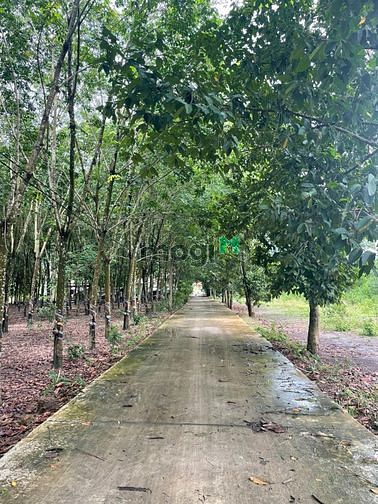Hình ảnh Đất Nền Quang Minh Chơn Thành Bình Phước