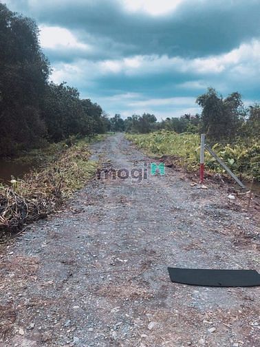 Hình ảnh 1000m2 Đất Cây Lâu Năm, Quy HOạch Dân CƯ Hiện Hữu ,Sát MT Võ Thị Bích