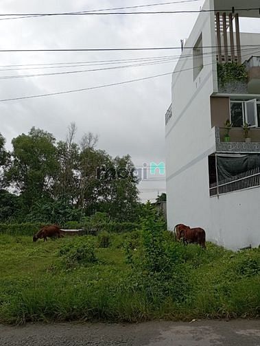 Hình ảnh Đất Thổ Cư Mặt Tiền Đường - Tân Thạnh Đông, Củ Chi