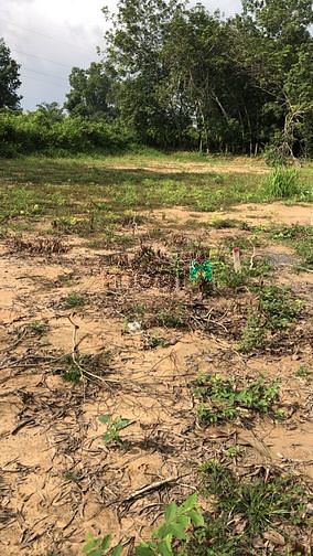 Hình ảnh Bán đất dân phân lô ,có sổ sẵn ,có thổ cư