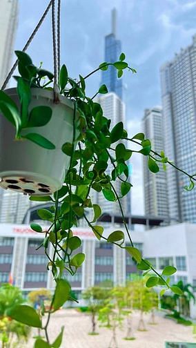 Hình ảnh CHDV ban công view sát Landmark Nguyễn Hữu Cảnh_Bình Thạnh