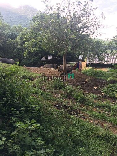Hình ảnh Bán đất rộng Bắc Cạn giáp Thái Nguyên