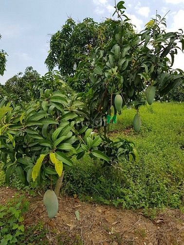 Hình ảnh Đất vườn có trái đang thu hoạch, 669 triệu sào