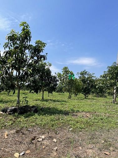 Hình ảnh Đất vườn có trái đang thu hoạch, 669 triệu sào