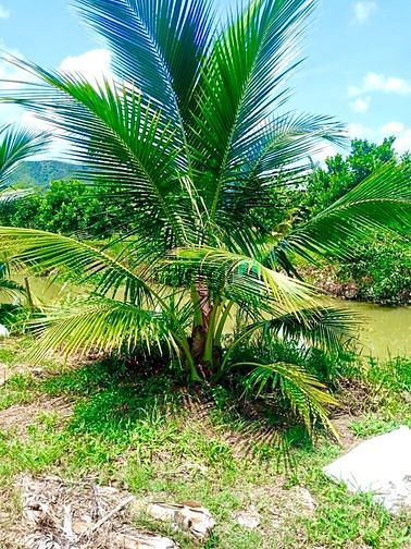 Hình ảnh Đất sào Gia Canh, sổ riêng, chính chủ