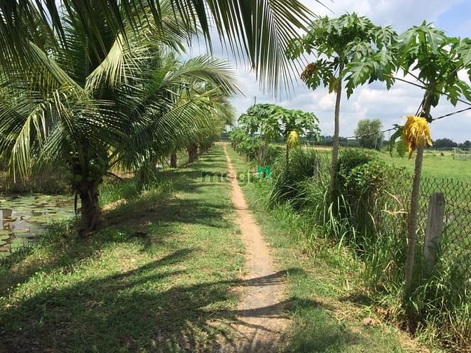 Hình ảnh 17000m2 Có chứng chỉ Vườn Cây Ao Cá,Thêm Túp Lều Lý Tưởng