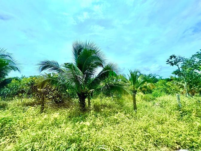 Hình ảnh Đất sào Gia Canh trồng dừa, sổ riêng, chính chủ