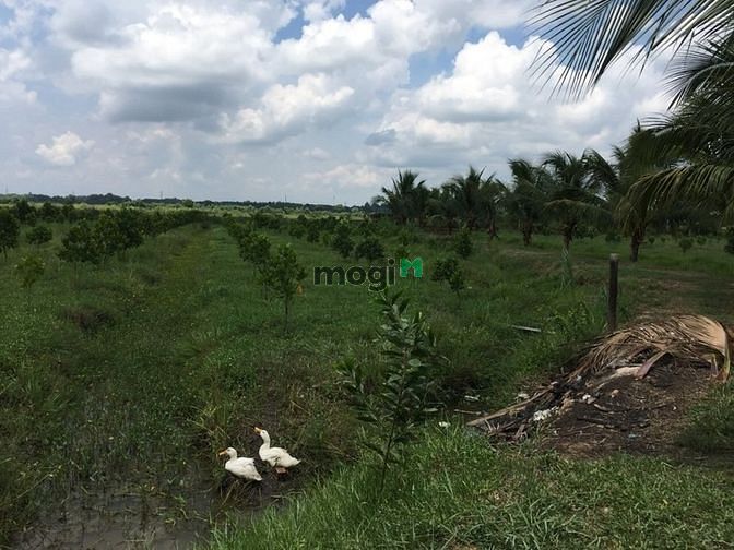 Hình ảnh 17000m2 Có chứng chỉ Vườn Cây Ao Cá,Thêm Túp Lều Lý Tưởng