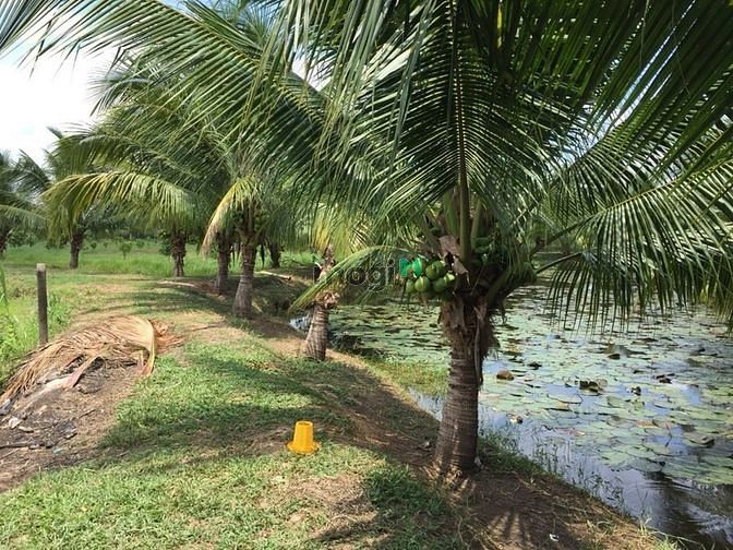 Hình ảnh 17000m2 Có chứng chỉ Vườn Cây Ao Cá,Thêm Túp Lều Lý Tưởng
