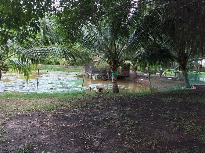 Hình ảnh 17000m2 Có chứng chỉ Vườn Cây Ao Cá,Thêm Túp Lều Lý Tưởng
